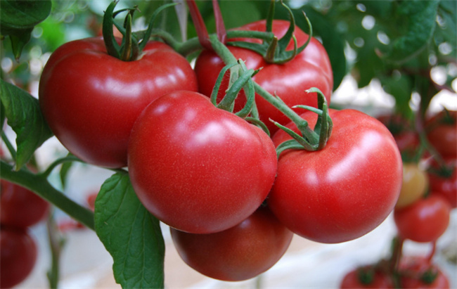 图片[2]-西红柿生吃对人体的好处 西红柿生吃和熟吃哪个更好-锦囊菜谱