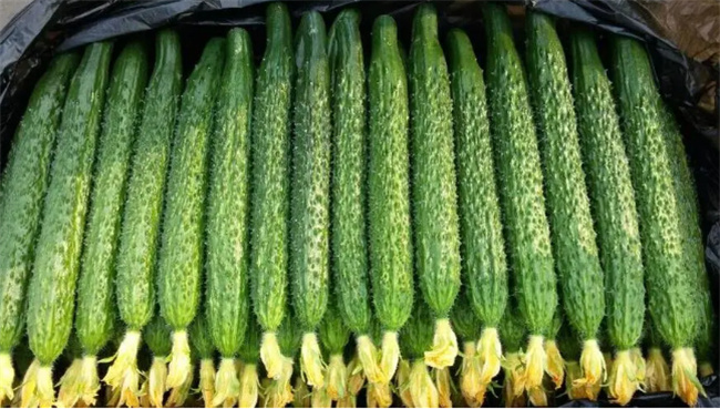 图片[3]-黄瓜有什么功效与作用 吃黄瓜能帮助减肥吗-锦囊菜谱